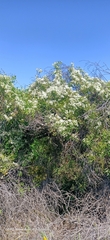 Clematis linearifolia