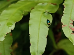 Endelus cupido
