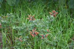 Salvia aurea