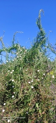 Convolvulus