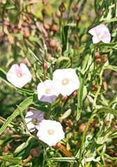 Convolvulus