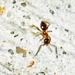 Nylanderia