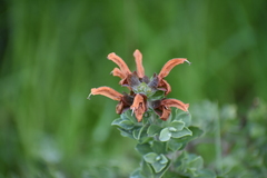 Salvia aurea