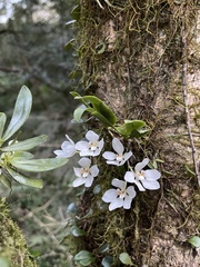 Sarcochilus falcatus