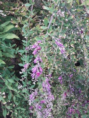 Lespedeza bicolor