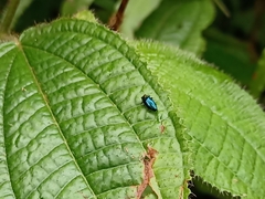 Endelus cupido