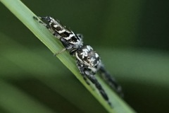 Mendoza elongata