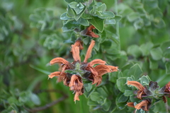Salvia aurea