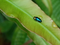 Endelus cupido