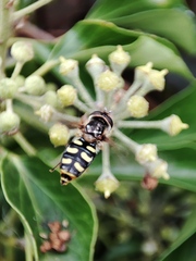 Syrphidae