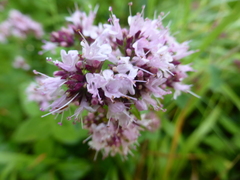 Origanum