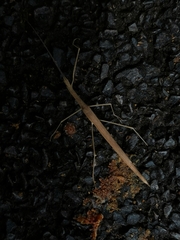 Sipyloidea
