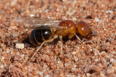 Melophorus