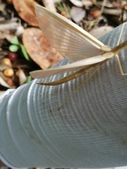 Sipyloidea
