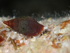 Episcomitra cornicula