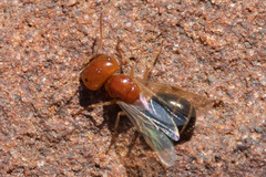 Melophorus