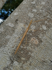 Sipyloidea