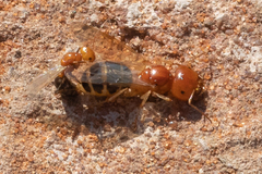 Melophorus