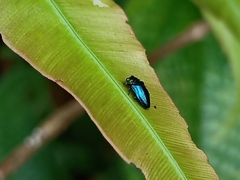 Endelus cupido
