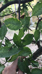 Ptelea trifoliata