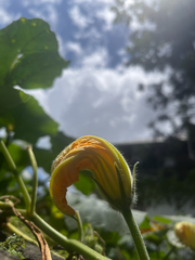 Cucurbita maxima