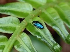 Endelus cupido