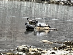 Phoca vitulina vitulina