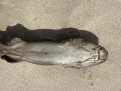 Brachaelurus waddi