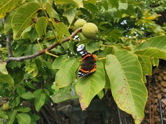 Vanessa atalanta