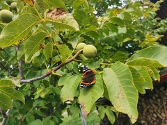 Vanessa atalanta