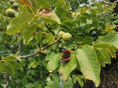 Vanessa atalanta