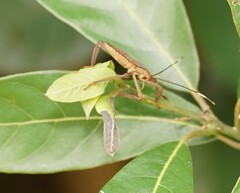 Pseudomictis distinctus