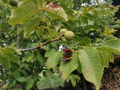 Vanessa atalanta