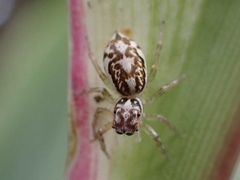 Phintelloides versicolor