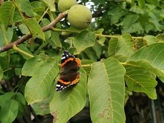 Vanessa atalanta