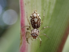 Phintelloides versicolor