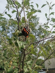 Vanessa atalanta