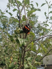 Vanessa atalanta