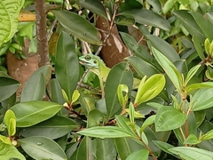 Bronchocela cristatella