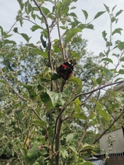 Vanessa atalanta