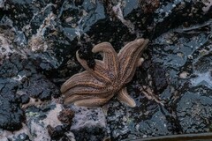 Stichaster australis