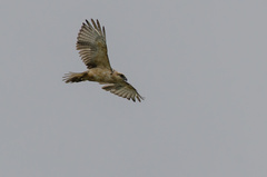 Buteo solitarius