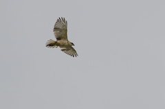 Buteo solitarius