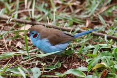 Uraeginthus bengalus