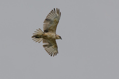 Buteo solitarius