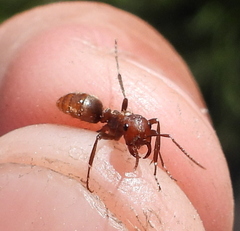 Polyergus rufescens