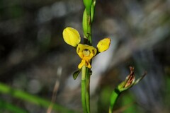 Diuris unica
