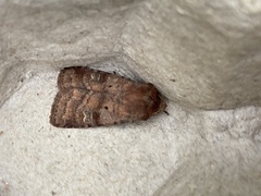 Diarsia rubi