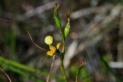 Diuris unica