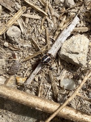 Bagrada hilaris